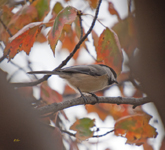 Black capped Chickadee 4991